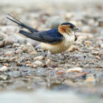 Cecropis daurica, Daurian swallow collecting mud to build its nest